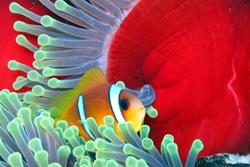 Marsa Alam - Red Sea Dive Holiday. Clown fish.